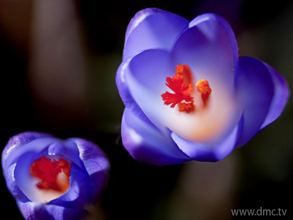 ภาพพื้นหลัง No.4449:รูปภาพดอกไม้สวยๆ