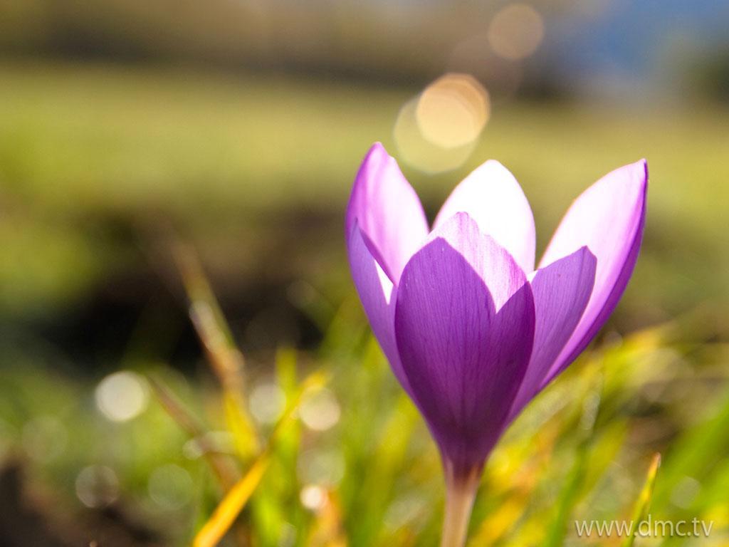 ภาพพื้นหลัง No.4450:รูปภาพดอกไม้สวยๆ