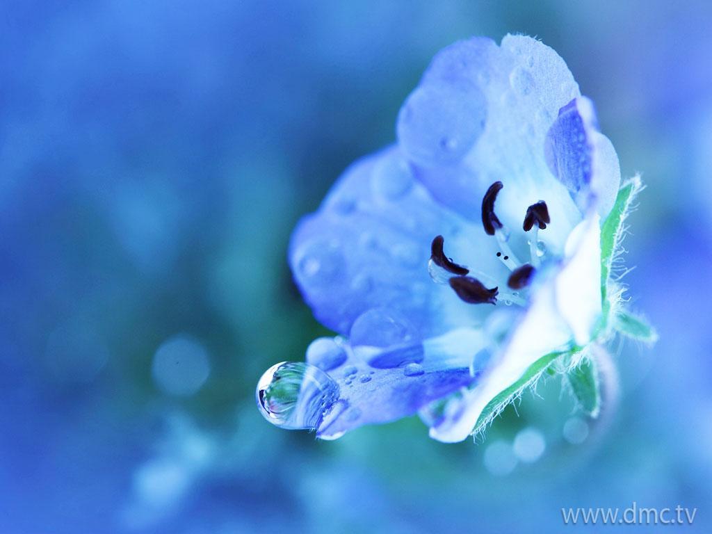 ภาพพื้นหลัง No.4534:รูปภาพดอกไม้สวยๆ