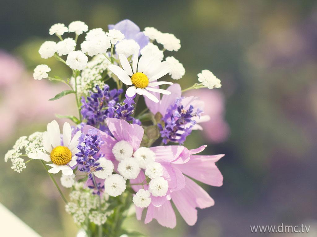 ภาพพื้นหลัง No.4570:รูปภาพดอกไม้สวยๆ