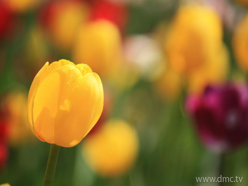 ภาพพื้นหลัง No.4578:รูปภาพดอกไม้สวยๆ