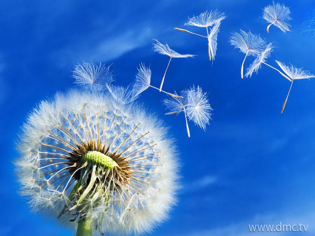 ภาพพื้นหลัง No.4697:รูปภาพดอกไม้สวยๆ