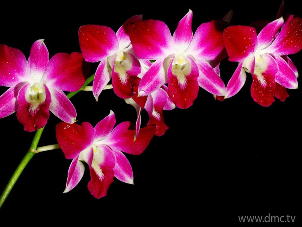 ภาพพื้นหลัง No.4830:รูปภาพดอกไม้สวยๆ