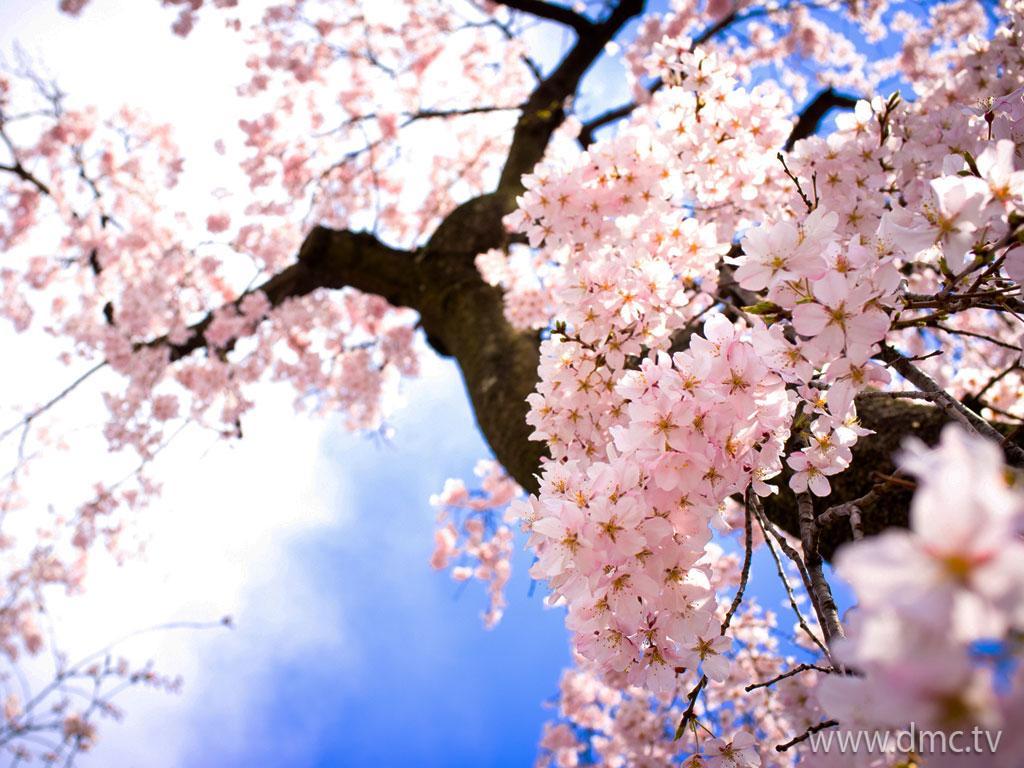 ภาพพื้นหลัง No.4839:รูปภาพดอกไม้สวยๆ
