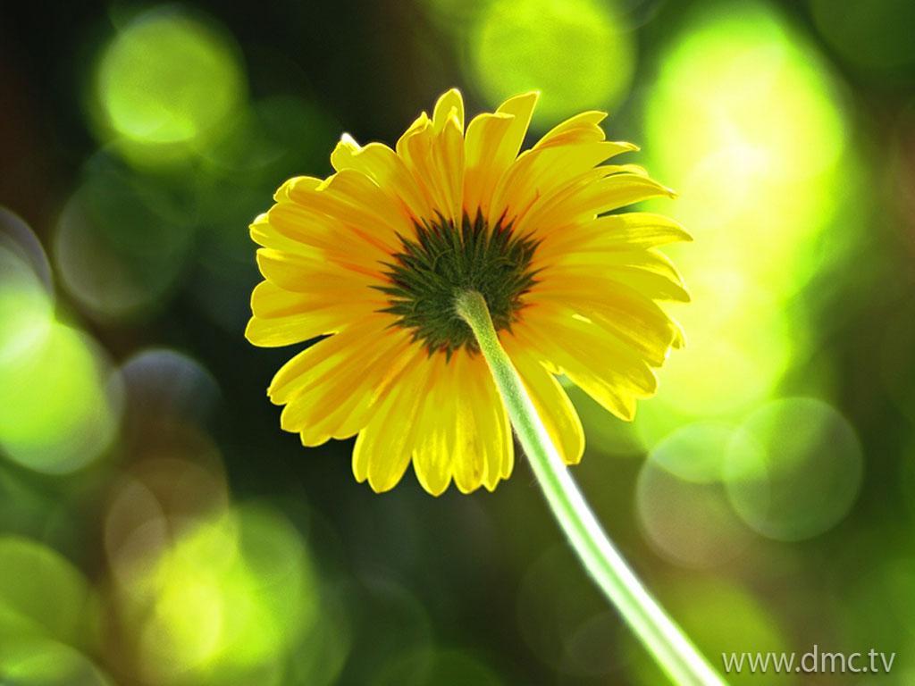 ภาพพื้นหลัง No.4853:รูปภาพดอกไม้สวยๆ