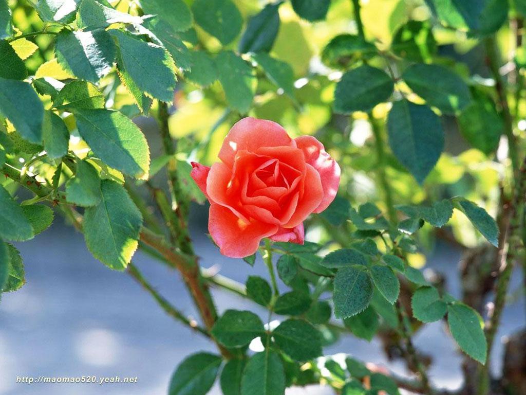 ภาพพื้นหลัง No.5063:รูปภาพดอกไม้สวยๆ