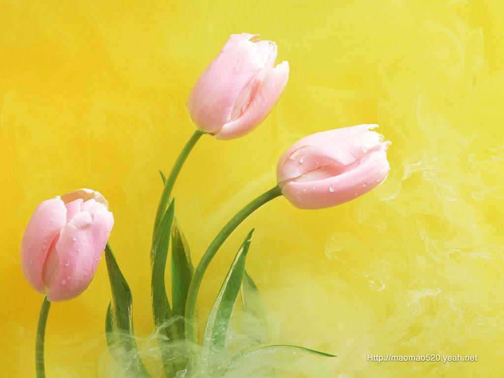 ภาพพื้นหลัง No.5103:รูปภาพดอกไม้สวยๆ