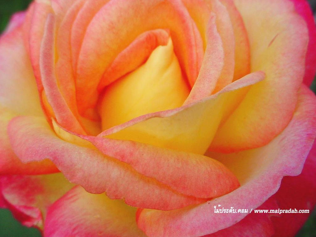 ภาพพื้นหลัง No.5231:รูปภาพดอกไม้สวยๆ