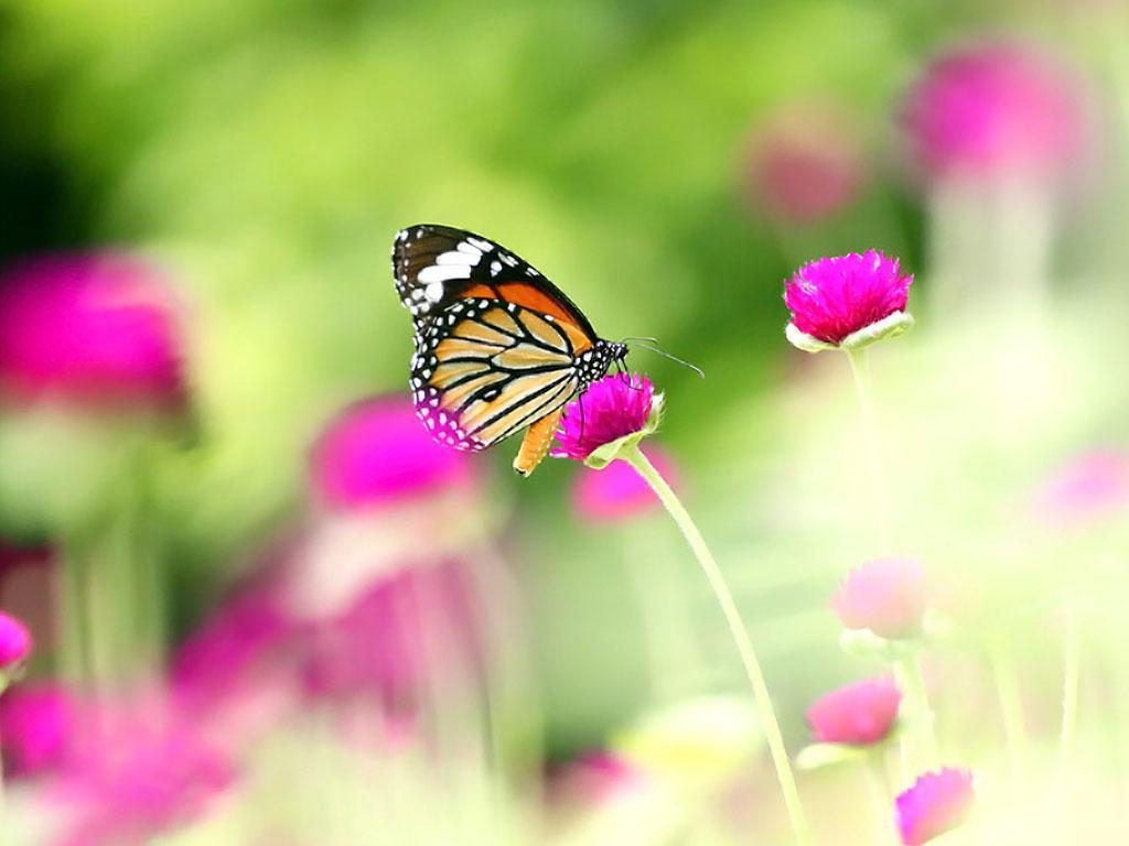 ภาพพื้นหลัง No.5247:รวมภาพสัตว์น่ารัก