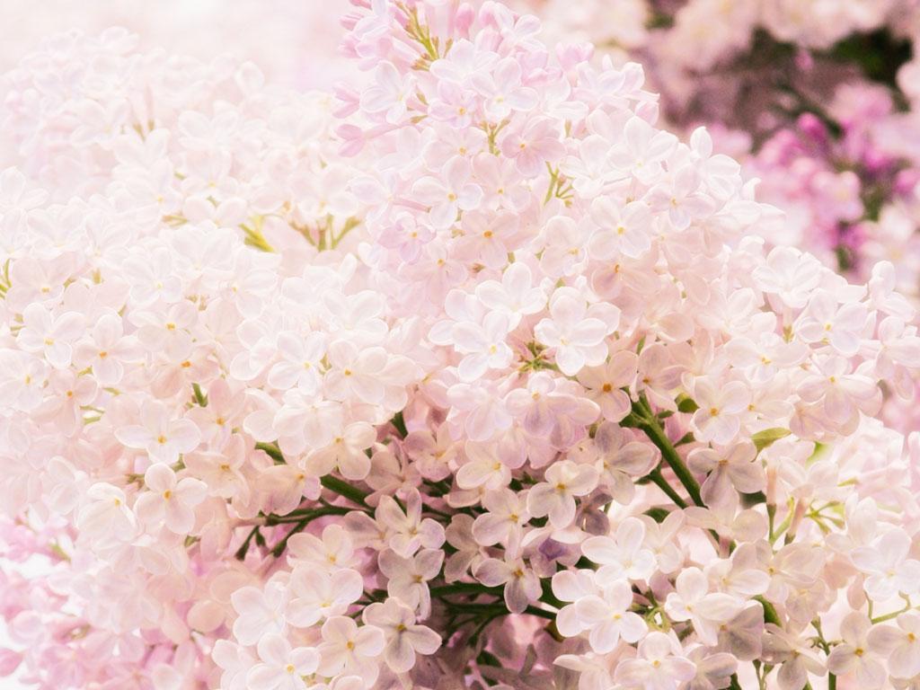 ภาพพื้นหลัง No.5507:รูปภาพดอกไม้สวยๆ