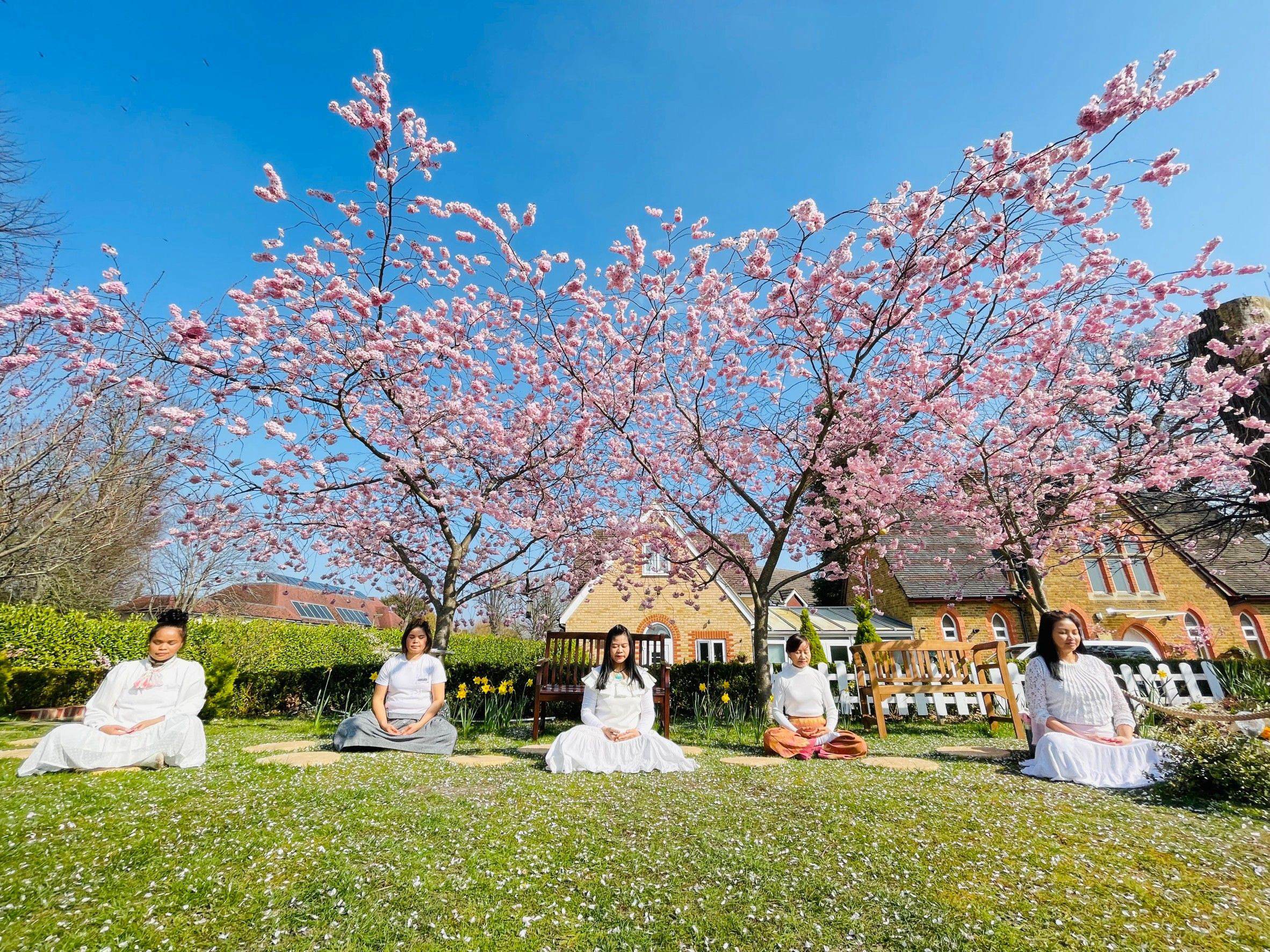 การทำสมาธิใต้ต้นซากุระที่สวยงาม