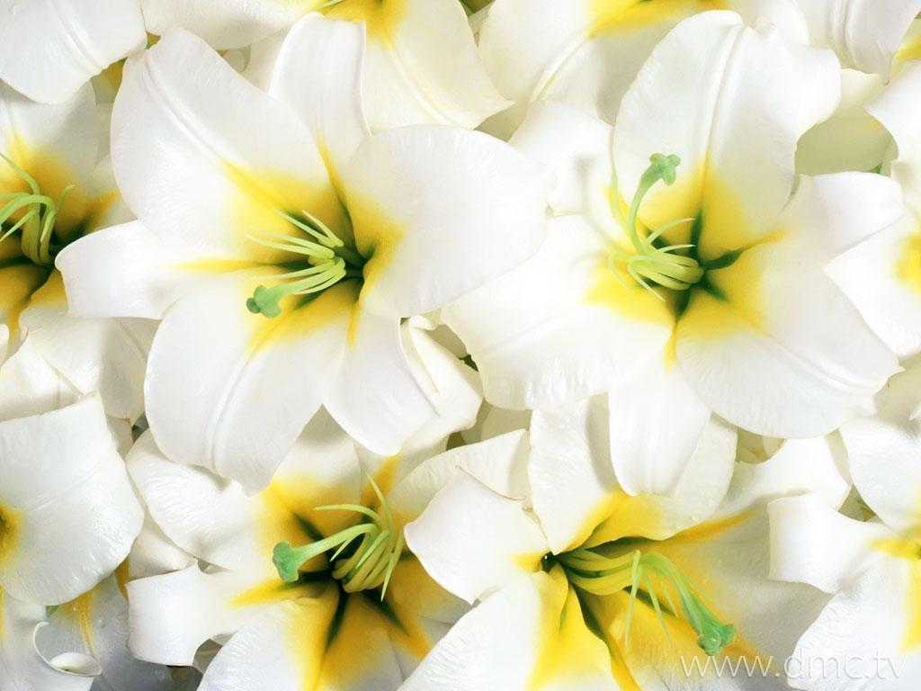 ภาพพื้นหลัง No.6278:รูปภาพดอกไม้สวยๆ