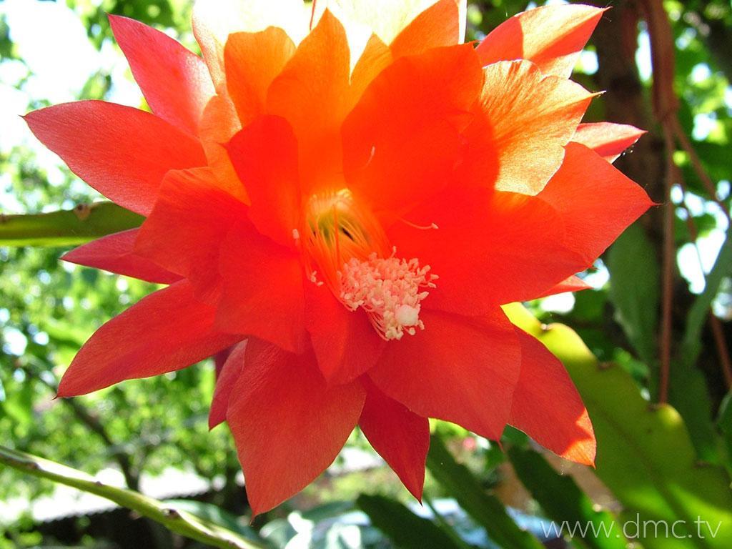 ภาพพื้นหลัง No.6458:รูปภาพดอกไม้สวยๆ