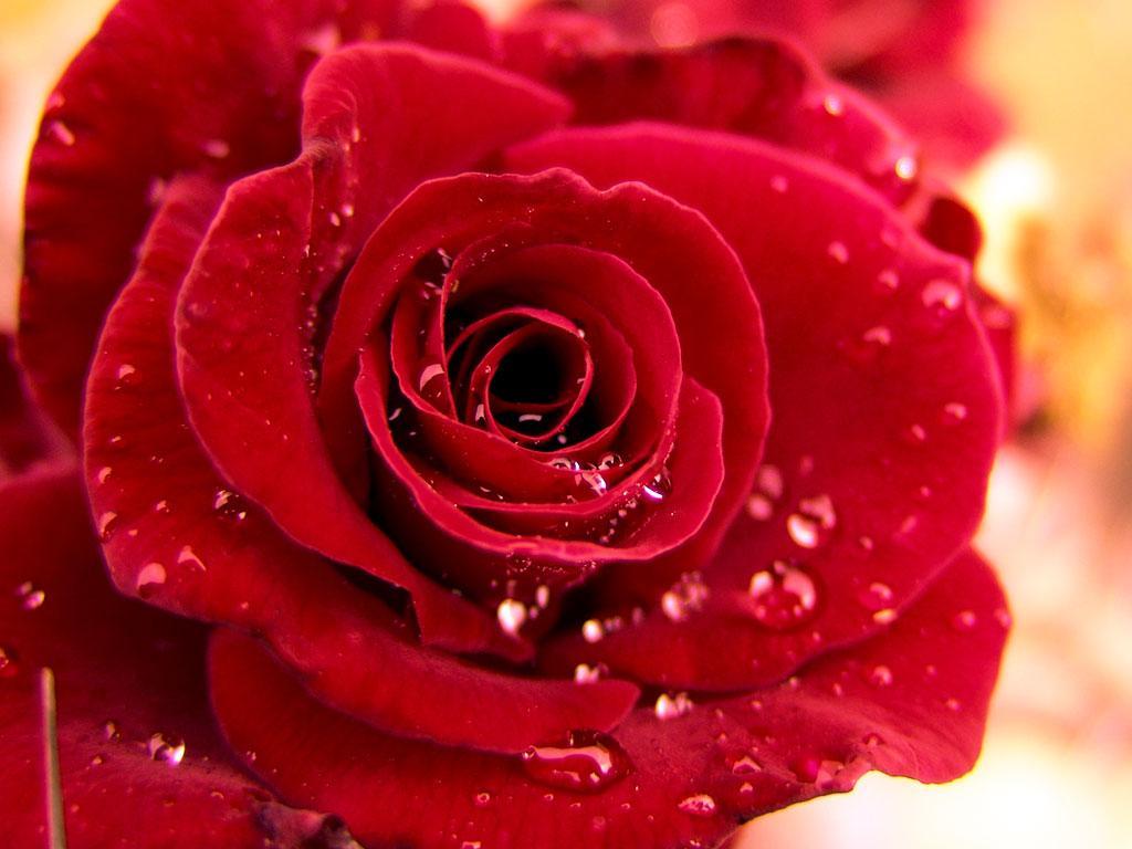 ภาพพื้นหลัง No.6605:รูปภาพดอกไม้สวยๆ