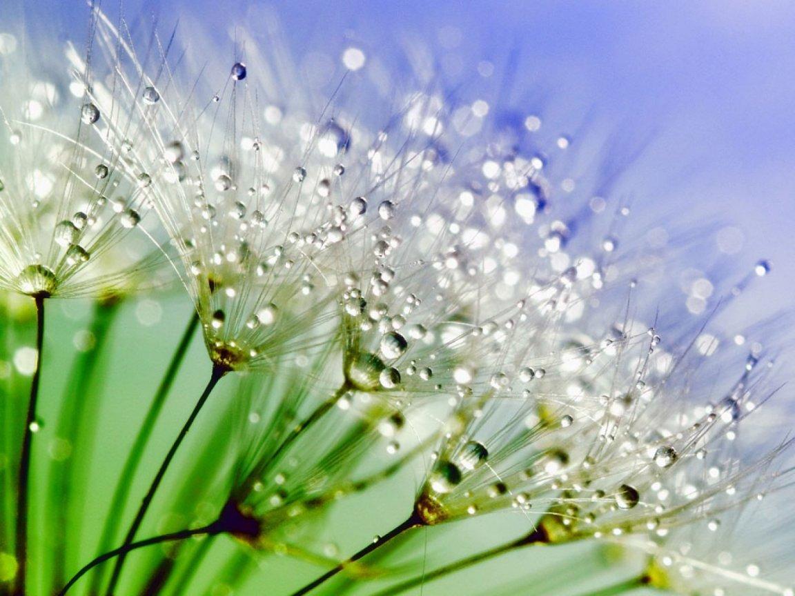ภาพพื้นหลัง No.7506:รูปภาพดอกไม้สวยๆ