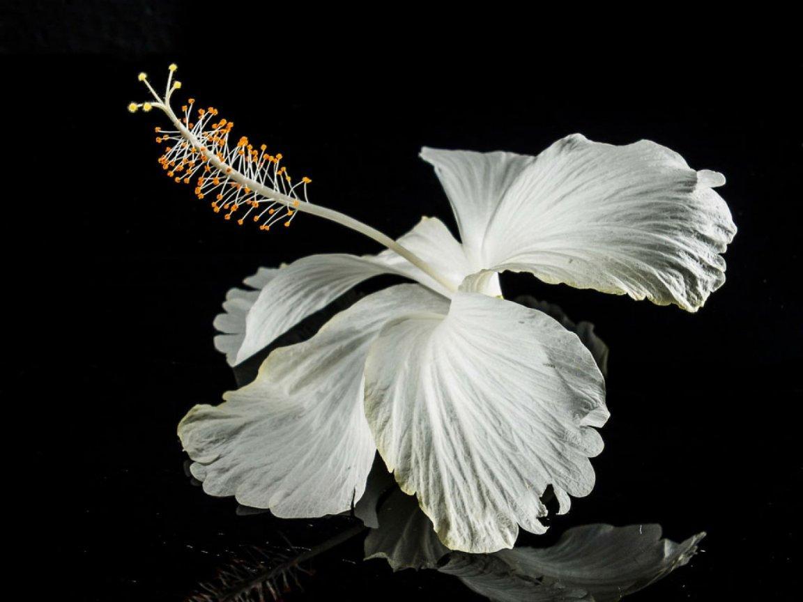 ภาพพื้นหลัง No.7616:รูปภาพดอกไม้สวยๆ