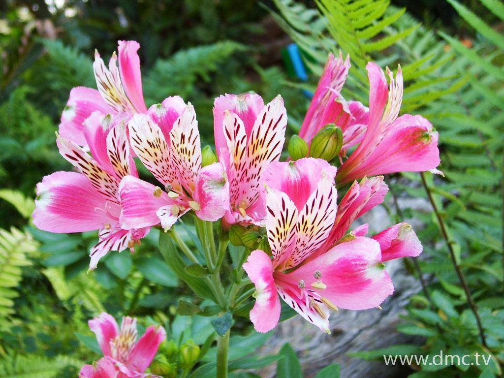 ภาพพื้นหลัง No.781:รูปภาพดอกไม้สวยๆ