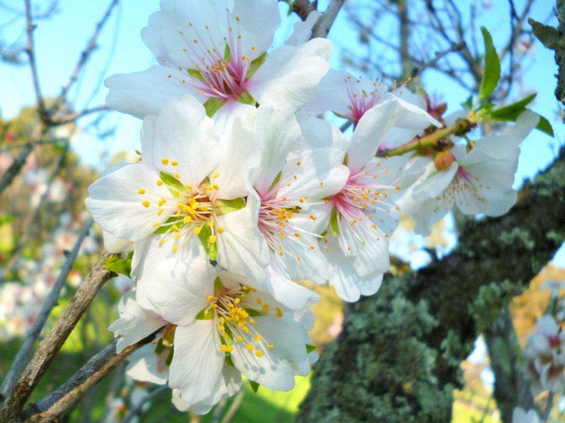 ภาพพื้นหลัง No.9340:รูปภาพดอกไม้สวยๆ