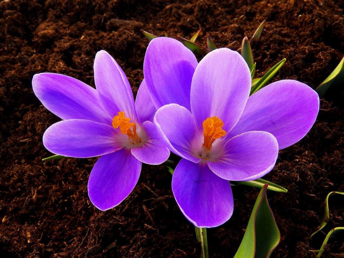 ดอกโครคัส (Crocus) : รูปภาพดอกไม้สวยๆ