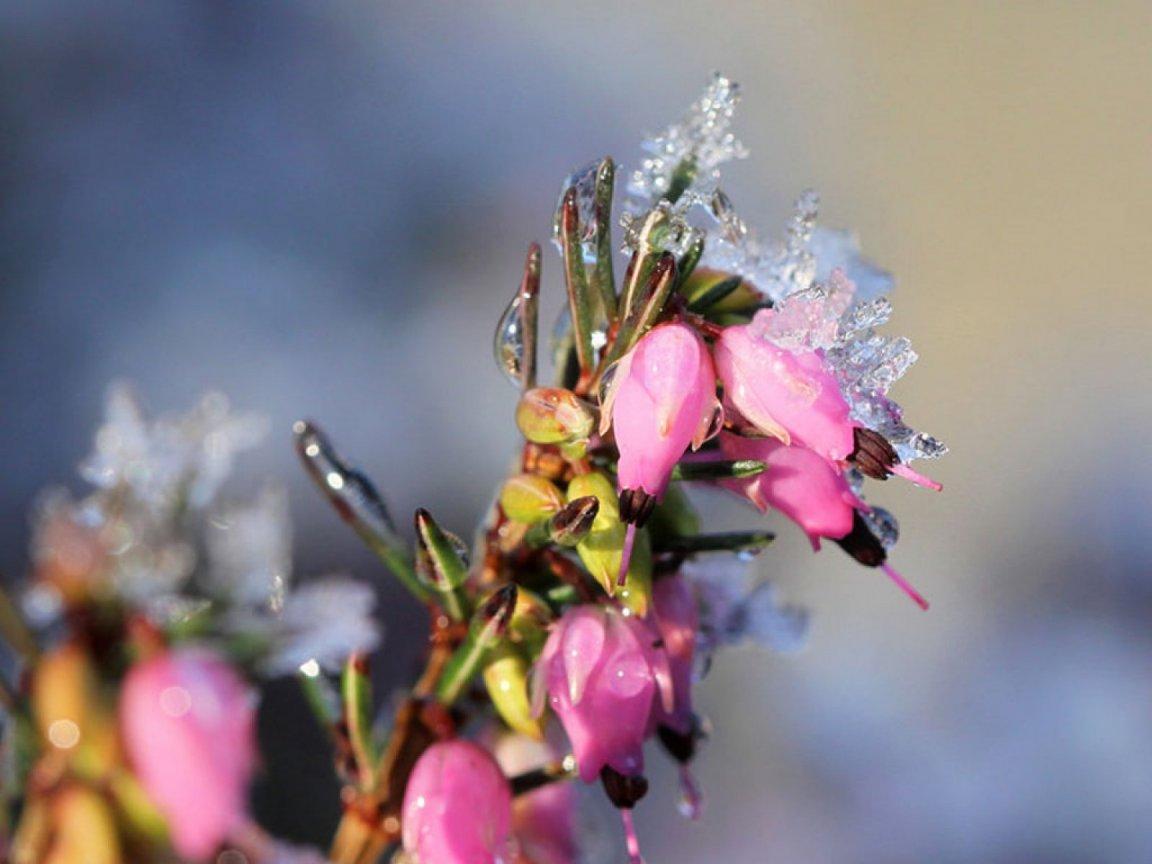 ภาพพื้นหลัง No.9843:รูปภาพดอกไม้สวยๆ