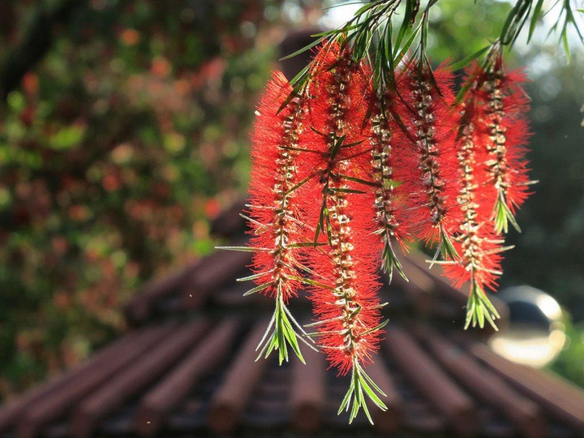 ภาพพื้นหลัง No.9847:รูปภาพดอกไม้สวยๆ