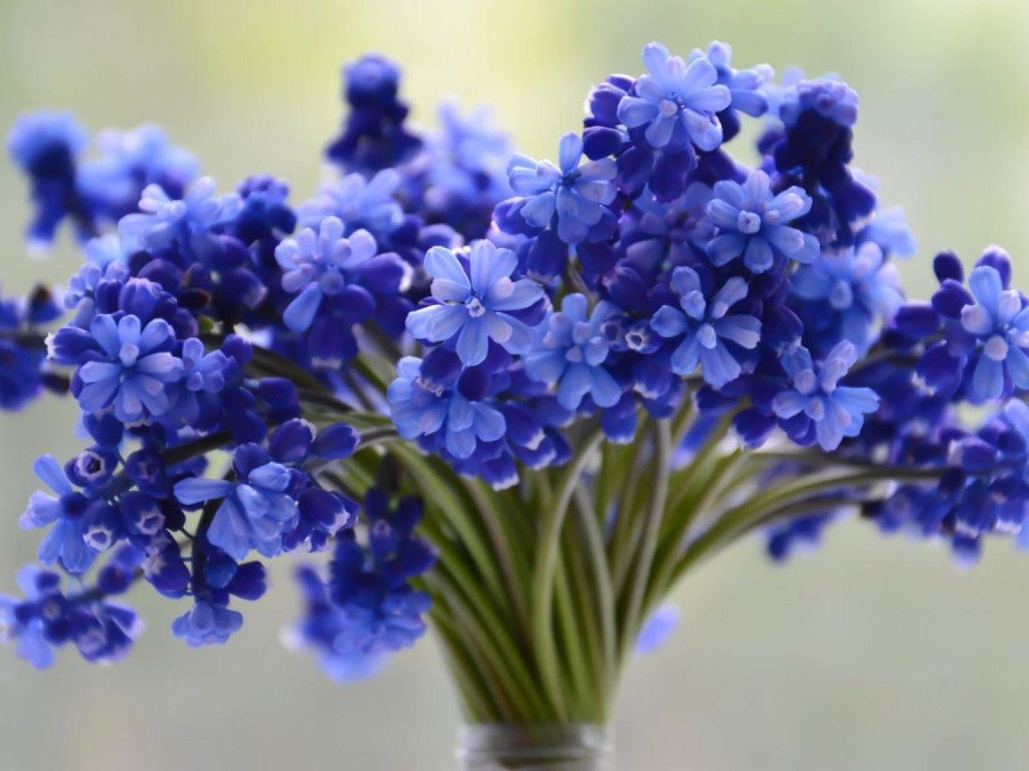 ภาพพื้นหลัง No.9911:รูปภาพดอกไม้สวยๆ