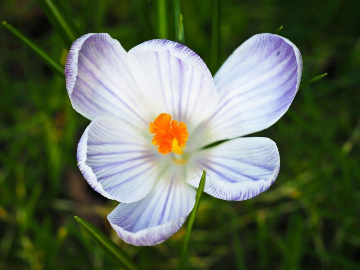 ภาพพื้นหลัง No.9955:รูปภาพดอกไม้สวยๆ