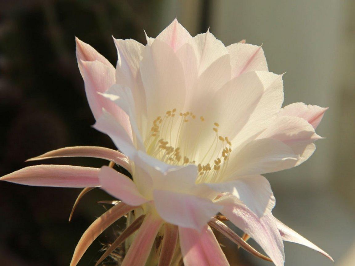 ภาพพื้นหลัง No.9999:รูปภาพดอกไม้สวยๆ