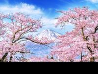ภูเขาไฟฟูจิในฤดูหนาว-ดอกซากุระเบ่งบาน