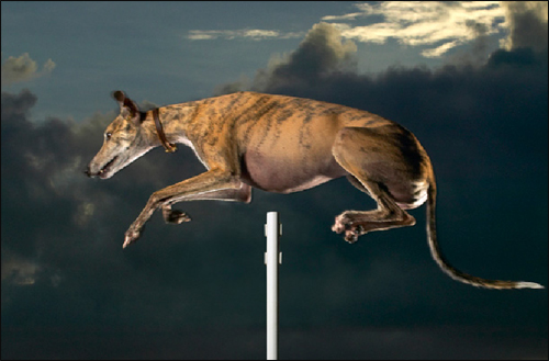 สุนัขที่กระโดดสูงที่สุดในโลก 172.7 เซนติเมตร (68นิ้ว) ชื่อ ซินเดอเรลล่า เมย์   ในรัฐฟลอริด้า ประเทศสหรัฐอเมริกา บันทึกเมื่อ 7 ตุลาคม พ.ศ.2549