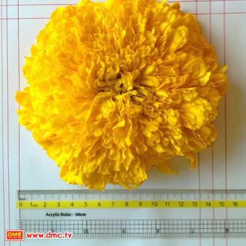 ขนาดดอก 15.4 เซนติเมตร
