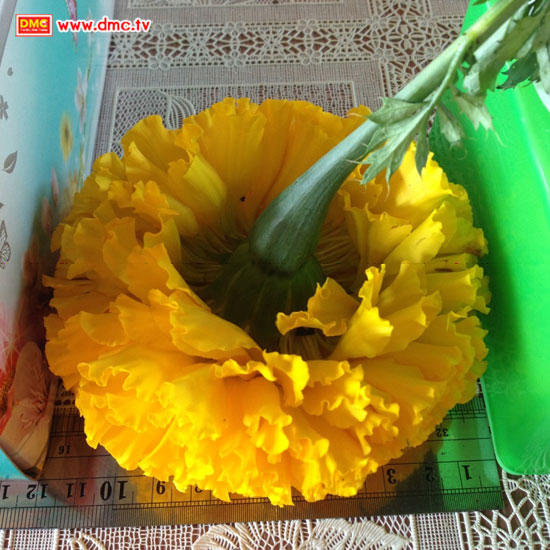 ขนาดดอก 12.00 เซนติเมตร