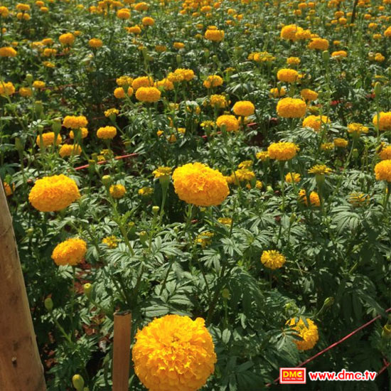 ส่งเข้าประกวดโดยทีมงานธรรมอุทยานผาตะวัน เขาใหญ่ จ.นครราชสีมา