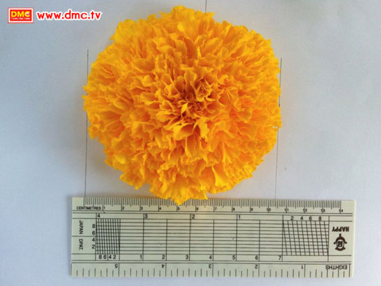 ขนาดดอก 10.4 เซนติเมตร