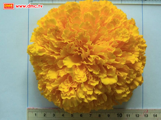 ขนาดดอก 12.6 เซนติเมตร