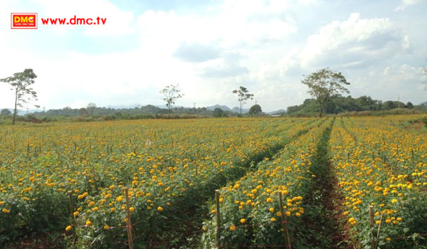 ส่งเข้าประกวดโดยทีมงานธรรมอุทยานผาตะวัน เขาใหญ่ จ.นครราชสีมา