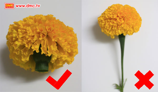 (ภาพซ้าย) วิธีการตัดดอกที่ถูกต้อง   (ภาพขวา) เป็นวิธีการตัดดอกที่ไม่ถูกวิธี