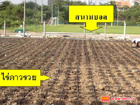 ทำไร่ดาวรวย ใกล้พื้นที่สนามฟุตบอลใจกลางเมือง ย่านถนนสุขุมวิท 71