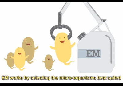 หลักการทำงานของ EM ก็คือ การคัดจุลินทรีย์ที่เก่งในด้านที่เราต้องการ เพื่อนำมาใช้