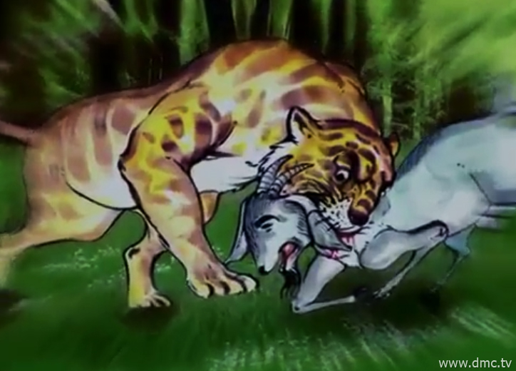 เสือเหลืองได้ฆ่าแม่แพะเพื่อกินเป็นอาหารในที่สุด