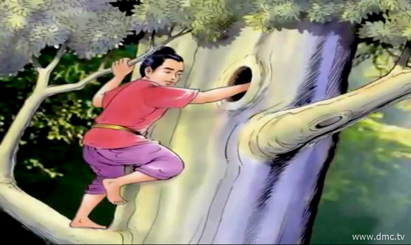 เด็กน้อยลูกพ่อค้าใช้มือล้วงเข้าไปในโพรงไม้เพื่อควานหาลูกนกสาลิกา