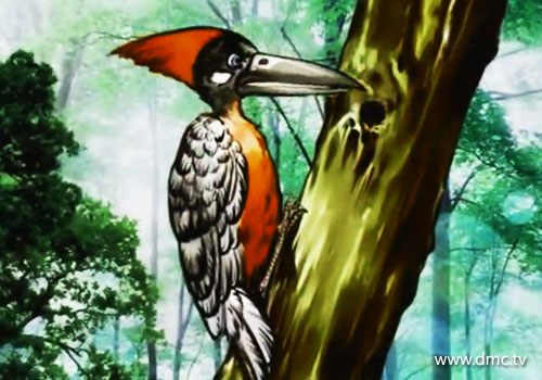 นกหัวขวานกันทคลกะซึ่งอาศัยอยู่ในป่าไม้ทองหลาง