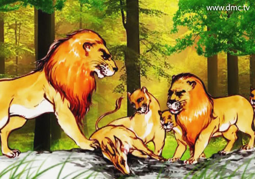 สิงโตมโนชะมีหน้าที่ล่าสัตว์มาเลี้ยงพ่อ แม่ น้องสาวและเมีย