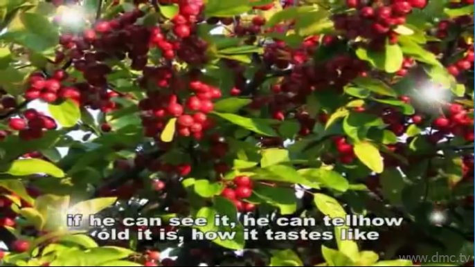 คนดูแลสวนผลไม้ของท่านคหบดีสามารถบอกอายุ สี กลิ่น ขนาด ระยะเวลาของผลไม้ที่ตนปลูกได้ทุกประเภท