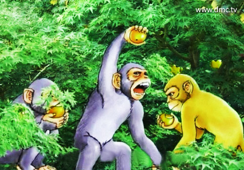 เหล่าฝูงลิงลงมากินลูกมะพลับที่หมู่บ้านเป็นประจำ