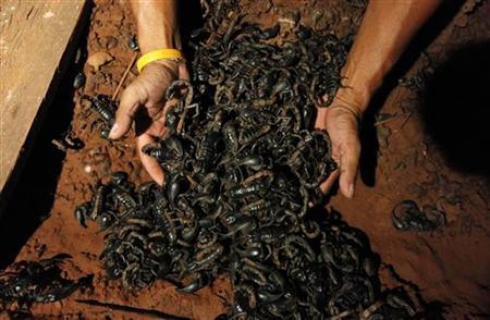 Repentant Thai breeds 4,600 scorpions