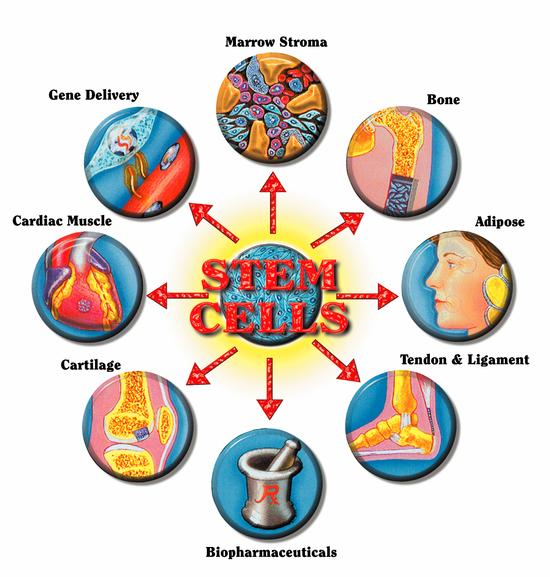 Dr. Doris Taylor: Meditation yields largest increase in stem cell creation she's ever seen