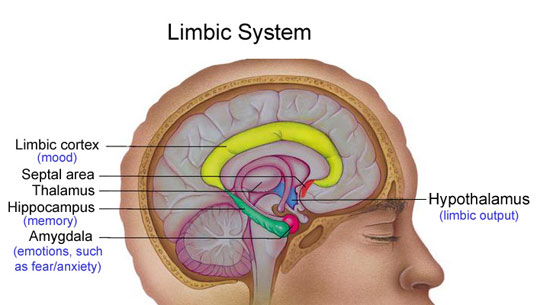 สมองส่วนที่เรียกว่า ลิมบิก(Limbic)