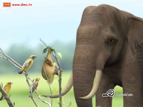 พระโพธิสัตว์ผู้ได้รับพุทธพยากรณ์แล้ว เมื่อต้องเกิดเป็นสัตว์เดรัจฉานต้องมีขนาด ไม่เล็กกว่านกกระจาบและไม่ใหญ่กว่าช้าง