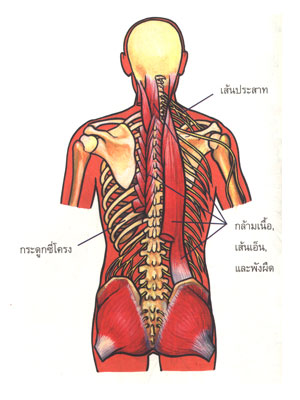การแทรกของเส้นประสาทผ่านกล้ามเนื้อ เส้นเอ็น และพังผืดตลอดแนวกระดูกสันหลัง